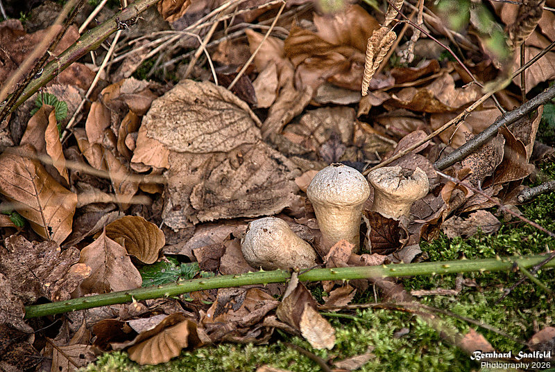 Bernhard Saalfeld - Dhuenn (9v9)